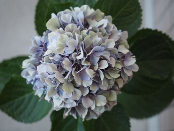 Close-up of purple hydrangea flowers