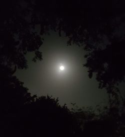 Low angle view of trees against sky