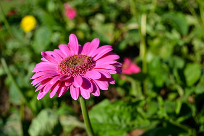 Close-up of pink flower