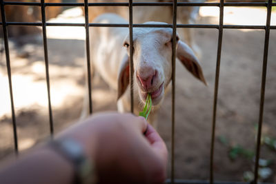 Close-up of a horse