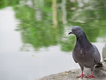 Close-up of pigeon perching on a lake