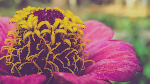 Close-up of pink flower