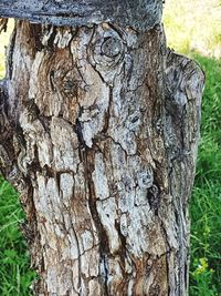 Close-up of tree trunk