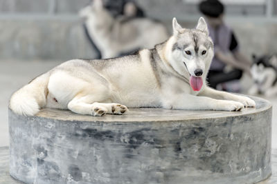 Close-up portrait of dog resting