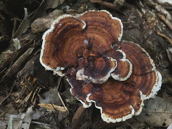 Close-up of mushroom growing on field