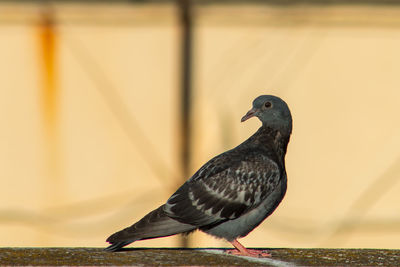 Close-up of bird perching