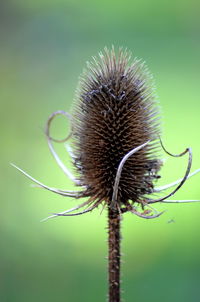 Close-up of wilted thistle