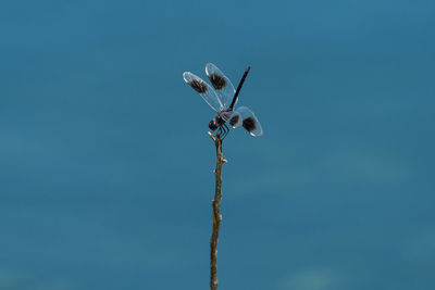 Dragonfly perched on top of small stick by water