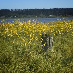 Yellow flowers blooming in field