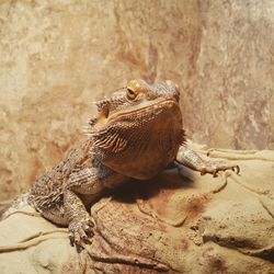 Close-up of lizard