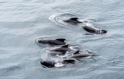 Whales at the lofoten