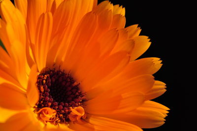 Close-up of orange flower