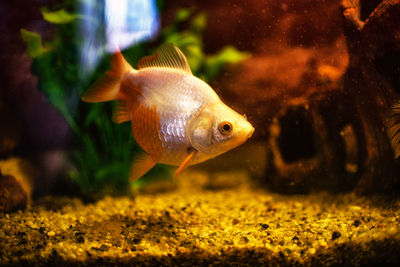 Close-up of fish swimming in aquarium