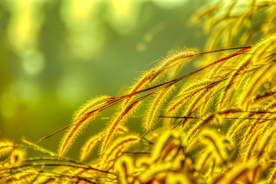 Close-up of fresh green plant