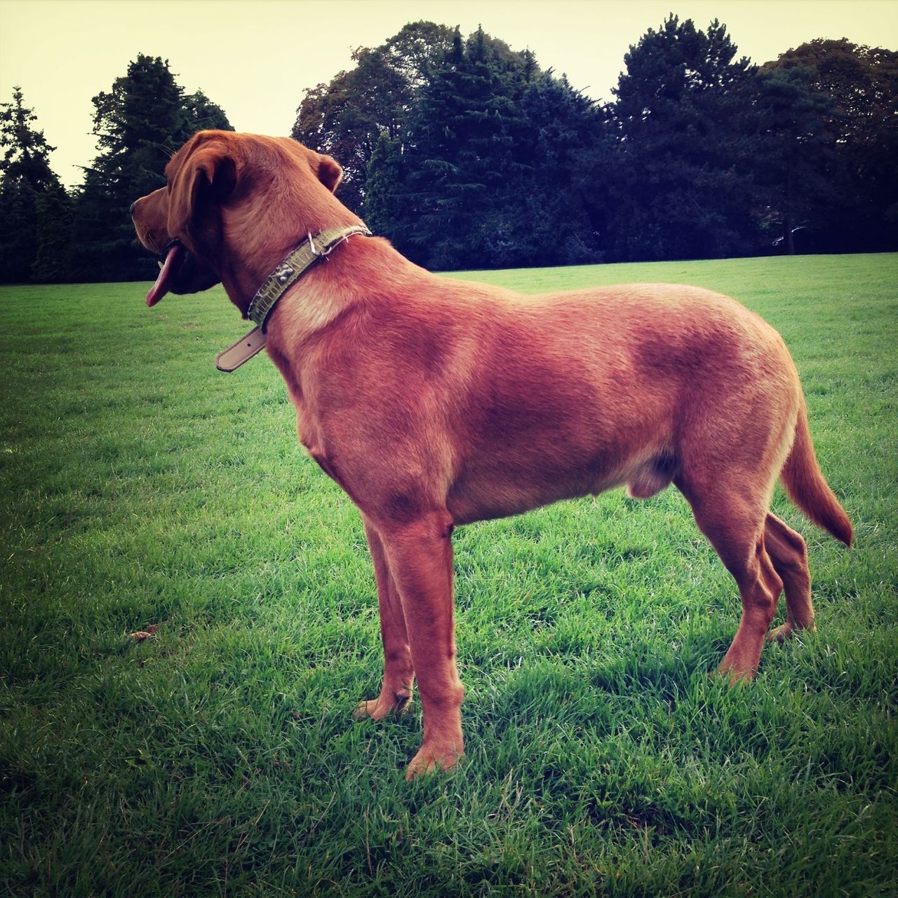 St James Park (Doggy Park)