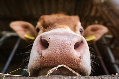 Close-up portrait of a cow