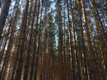 Low angle view of bamboo trees in forest