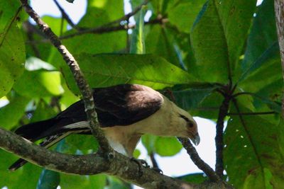 Close-up of bird perching on branch
