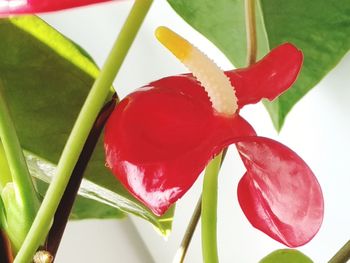 Close-up of red flowering plant