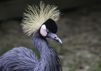 Close-up of a bird