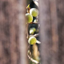 Close-up of fruit on plant