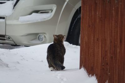 Cat in a snow