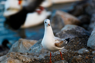 Close-up of seagull perching on rock