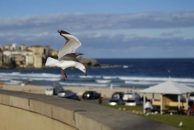 Seagull flying over sea against sky