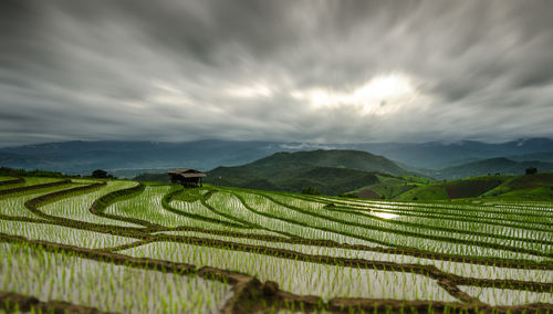 Scenic view of agricultural field against sky