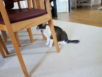 High angle view of cat relaxing at home