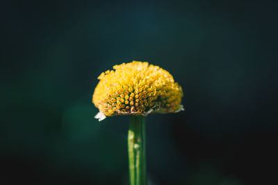 Close-up of yellow flower blooming outdoors