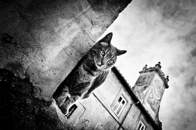 Low angle view of a cat looking away against building