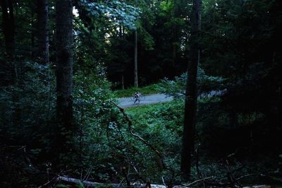 Trees in forest