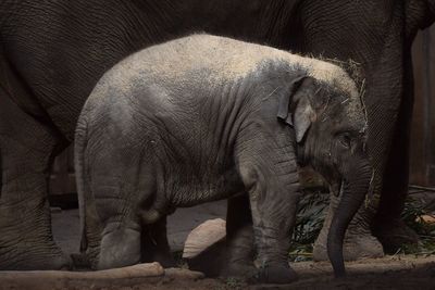 View of elephant in zoo