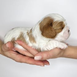 Midsection of person holding small dog against white background