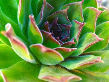 Close-up of succulent plant