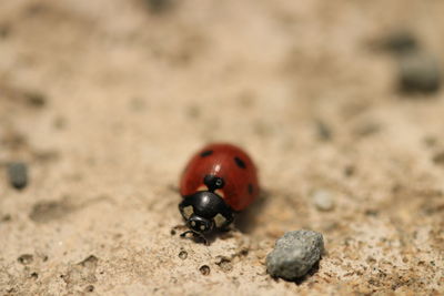 animal wildlife