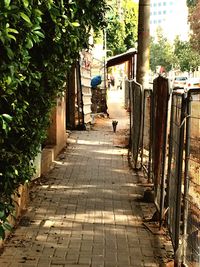 Footpath along trees