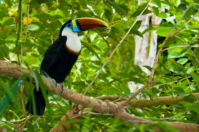 Bird perching on a branch