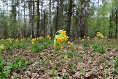 Close-up of yellow flower in forest