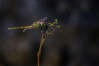 Close-up of dragonfly insect on plant