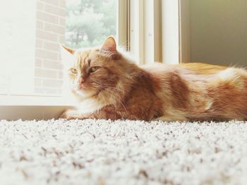 Close-up portrait of cat sitting by window