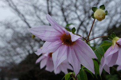Close-up of pink flowering plant