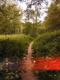 Road amidst trees in forest