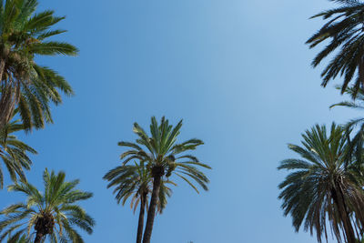 Low angle view of palm trees against clear blue sky