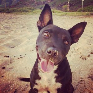 Close-up portrait of a dog