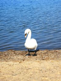 White swan on lakeshore