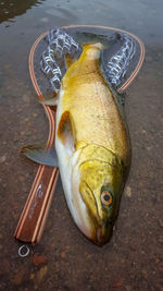 High angle view of fish in container