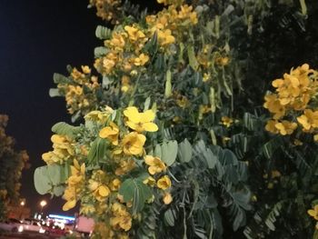 Close-up of yellow flowers at night