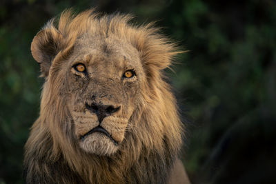 Close-up of lioness